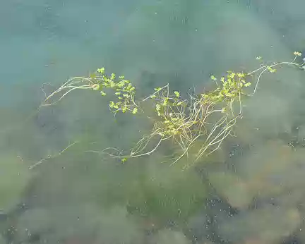 PXL114 Ranunculus aquatilis